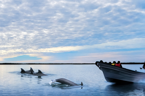 Dolphins and boat with tourists in the wild. Mexico. Lower California.