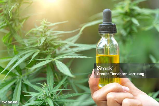 Hemp Oil Hand Holding Bottle Of Cannabis Oil Against Marijuana Plant Cbd Oil Pipette Stock Photo - Download Image Now