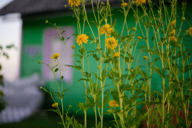 Perennial Rudbeckia flower in a garden. Also known as Black-Eyed Susan.