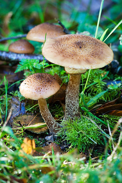 Toadstools on Woodland Floor stock photo