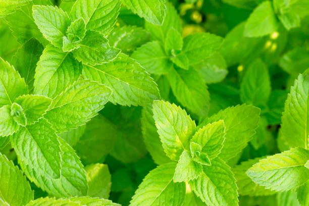 istock Fresh organic mint leaf background. green mint plants growing at garden 1142592508