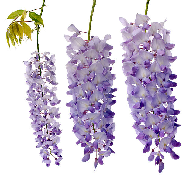 istock Wisteria flowers 114259351