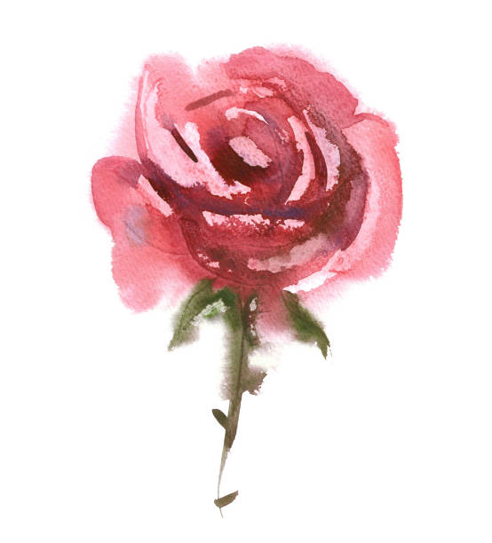 ilustraciones, imágenes clip art, dibujos animados e iconos de stock de rosa de la acuarela. - rose single flower red flower