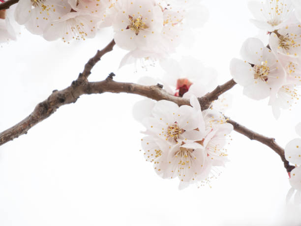 istock Apricot flowers on blurred background closeup summer. 1142596086