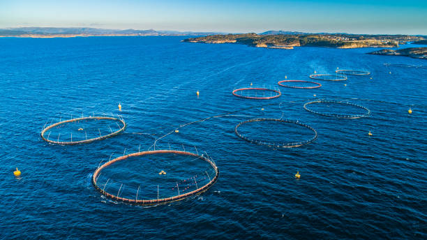 istock Salmon fish farm. Hordaland, Norway. 1142598422