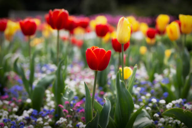 istock A field of mixed tulips 1142598507