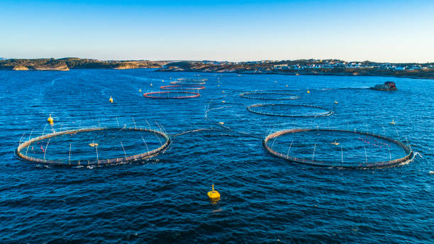istock Salmon fish farm. Hordaland, Norway. 1142598720