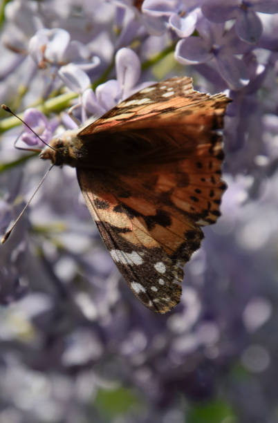istock Butterfly rash on lilac colors. Butterfly urticaria. 1142599443
