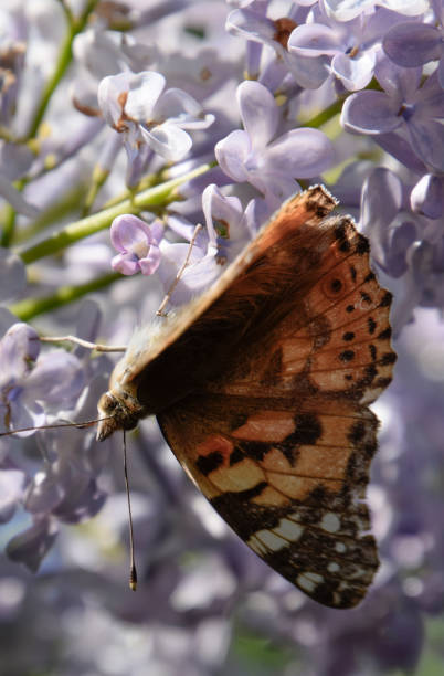 istock Butterfly rash on lilac colors. Butterfly urticaria. 1142599453