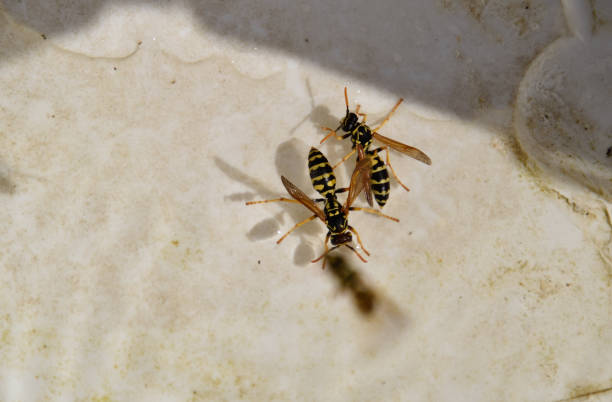vespe polistes bevono acqua - emotional stress water surface water insect foto e immagini stock