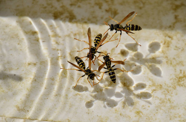 vespe polistes bevono acqua - emotional stress water surface water insect foto e immagini stock