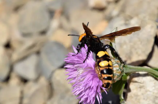 Photo of Megascolia maculata. The mammoth wasp.