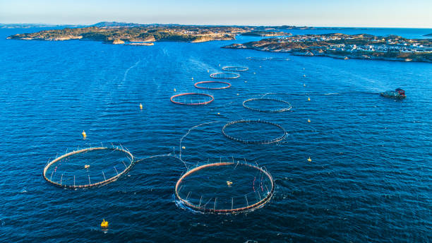 istock Salmon fish farm. Hordaland, Norway. 1142599648