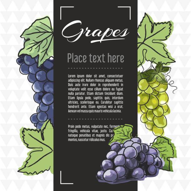 grapes fruit vector menu design templates. Vector fruit illustration with hand drawn doodles for greeting card, banner Hand drawn sketch tasty fresh fruits. Vector sketch illustration for banner, graphic template grape pruning stock illustrations