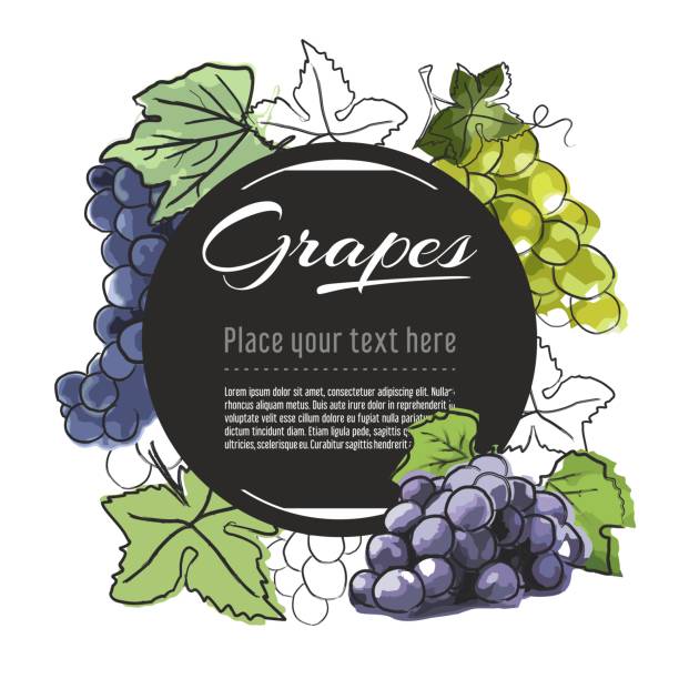 Vector sketch grapes banner on white background. With place for text. Hand drawn sketch fruit graphic design Hand drawn sketch tasty fresh fruits. Vector sketch illustration for banner, graphic template grape pruning stock illustrations