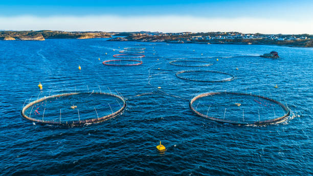istock Salmon fish farm. Hordaland, Norway. 1142601021
