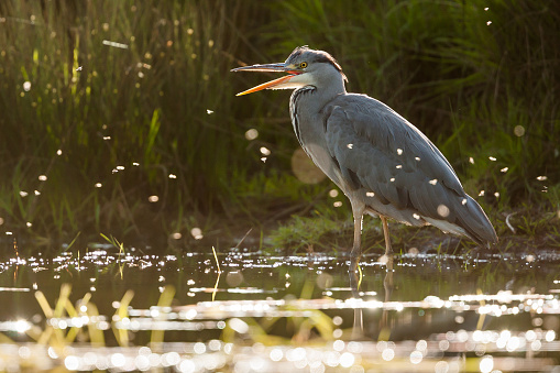 Grey heron