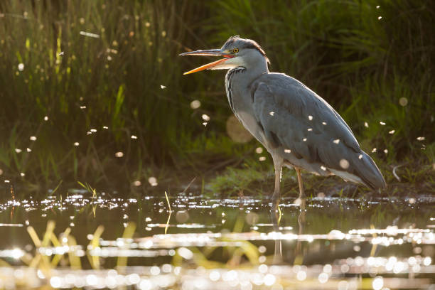 Grey heron (Ardea cinerea) - fotografia de stock