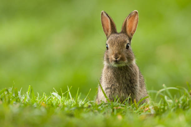 european rabbit (oryctolagus cuniculus) - easter bunny imagens e fotografias de stock