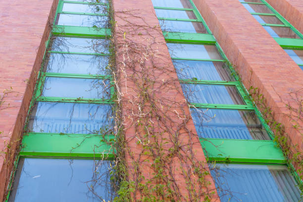 Tall brick house overgrown with ivy. Apocalyptic view