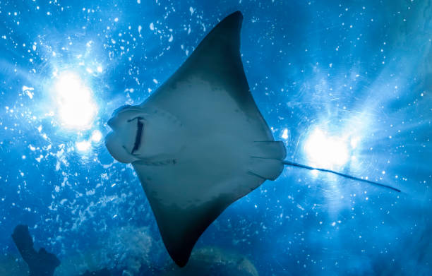Close-up of a stingray underside