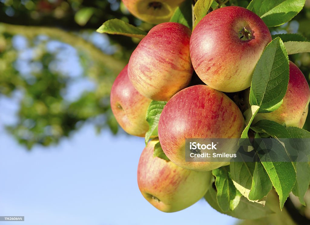 Gorgeous ripe apples on a branch  Apple - Fruit Stock Photo