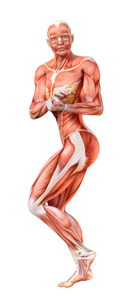 istock 3D illustration female figure with muscle maps on white 1142606749