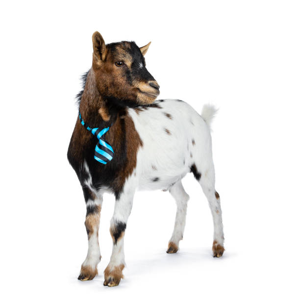 istock Funny pygmy goat on white background 1142606757