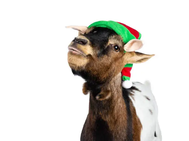 Head shot of funny brown pygmy goat wearing a red and green elf hat. Looking straight at camera with head tilted upwards. Isolated on white background.