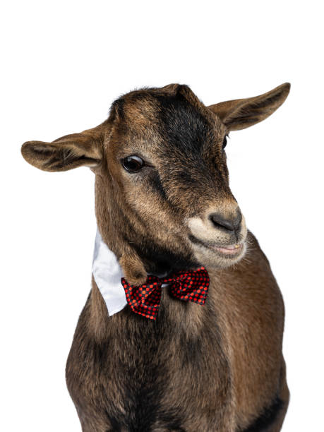 istock Funny pygmy goat on white background 1142606783