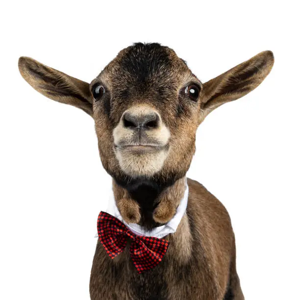 Head shot of funny brown pygmy goat wearing a white collar and red / black checkered bow tie. Looking straight at camera. Isolated on white background.