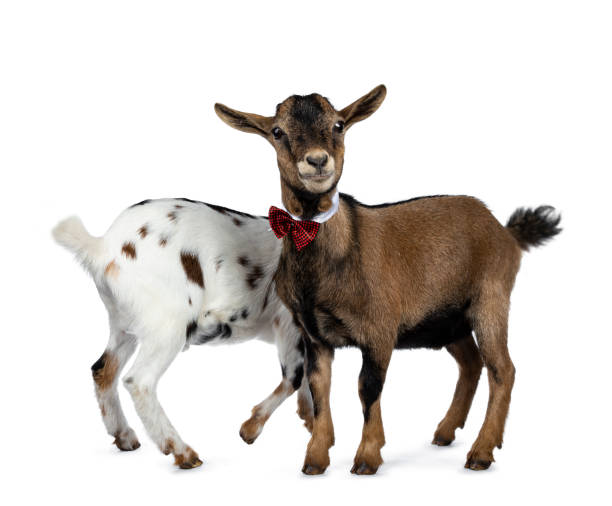 istock Funny pygmy goat on white background 1142606788