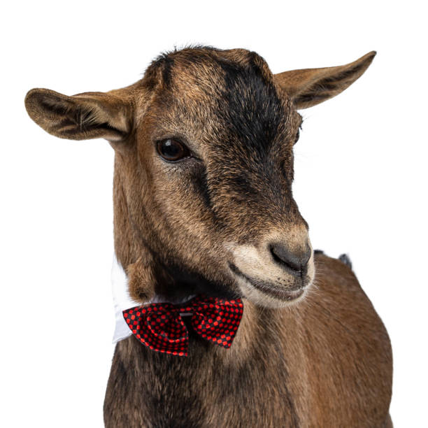 istock Funny pygmy goat on white background 1142606789