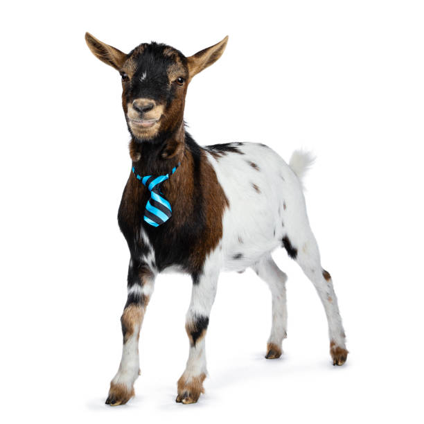 istock Funny pygmy goat on white background 1142606794