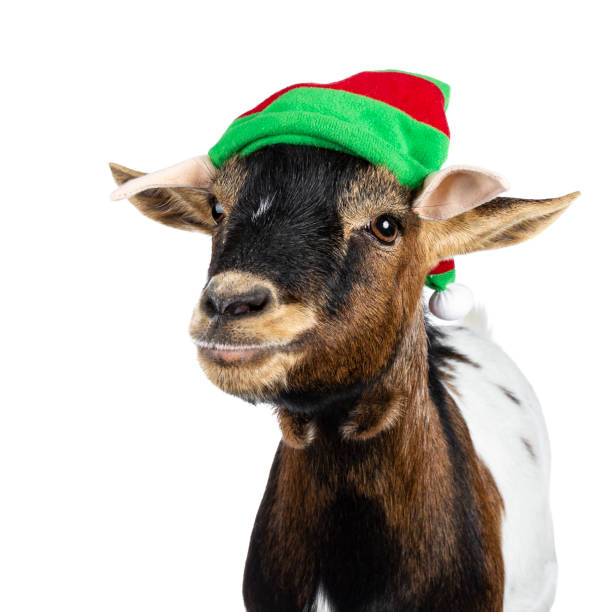 istock Funny pygmy goat on white background 1142606795