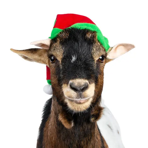 Head shot of funny brown pygmy goat wearing a red and green elf hat. Looking straight at camera. Isolated on white background.