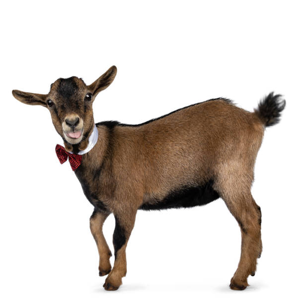 istock Funny pygmy goat on white background 1142606802