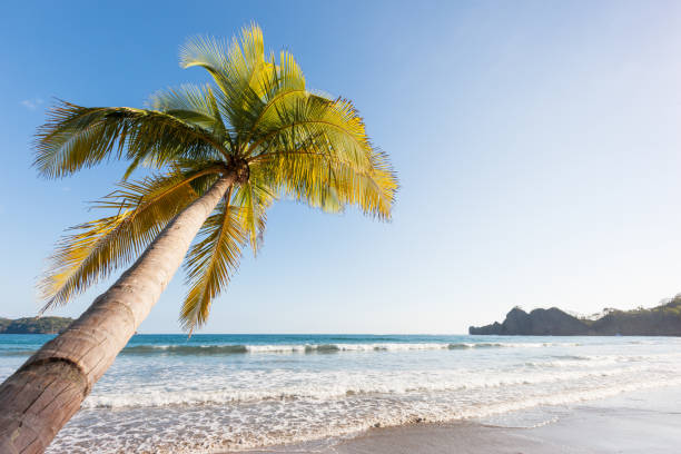 타마린도 비치 코스타리카 - costa rica beach palm tree tree 뉴스 사진 이미지