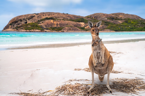 Kangaroo family, mother and baby in bag at Lucky Bay in the Cape Le Grand National Park near Esperance, Western Australia, this image can use for travel, australia, animal, mother, nature, and kangaroo concept