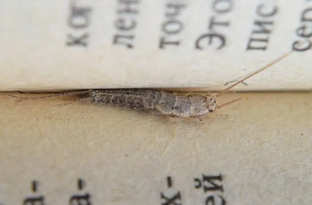 Photo of Insect feeding on paper - silverfish