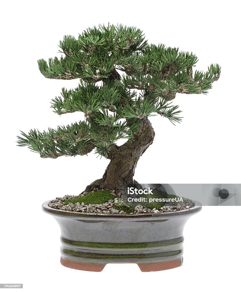 Bonsai Baum - Lizenzfrei Alt Stock-Foto