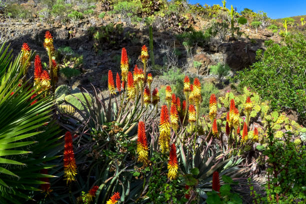 istock ALOE VERA FLOWERS 1142610548