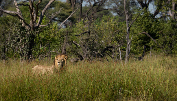istock Male lion hidden behind grass looking over 1142610665