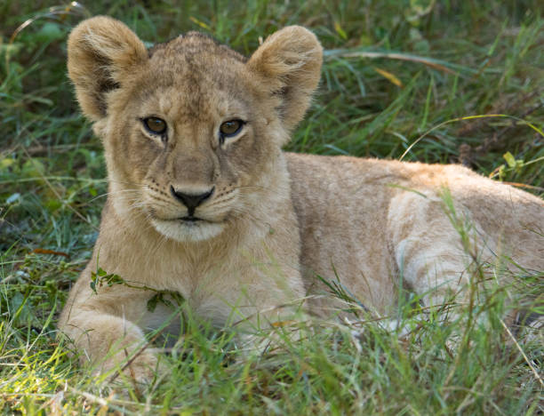 istock Lion cub lying on the ground looking forward 1142610743
