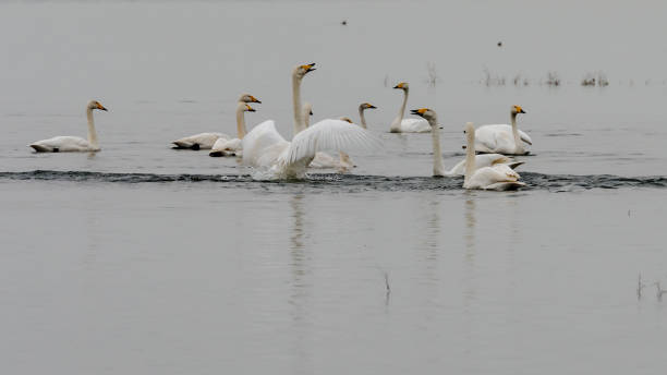istock The white swan swimming 1142610929