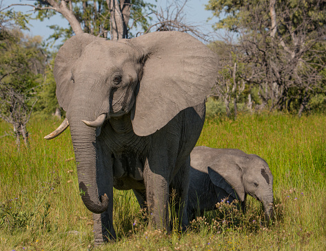 Mother elephant protecting her baby behind and ears wide