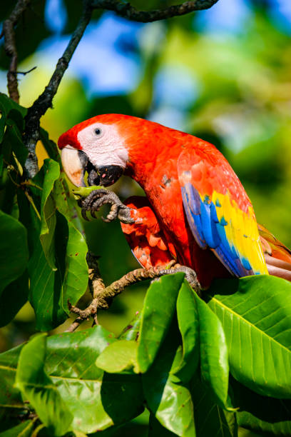 istock Scarlet macaw (Ara macao) feeding on beach almonds. 1142611127