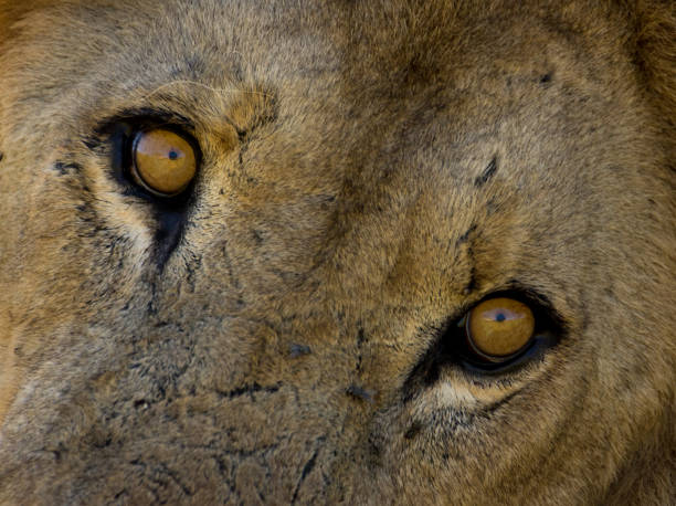 istock Close up of lion eyes 1142611128
