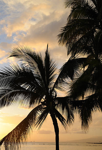 Palms At Sunset stock photo