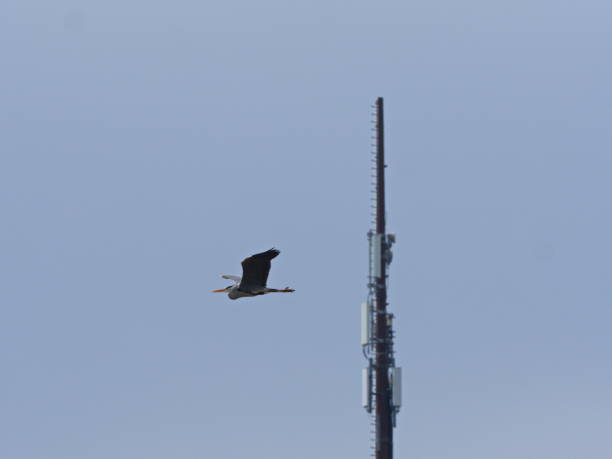 Heron in front Of Sendemast The grey heron is game within the meaning of the Federal Hunting Act. A hunting season was only set in Bavaria (16 September – 31 October). sendemast stock pictures, royalty-free photos & images